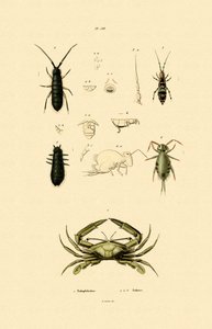 Wachterkrab